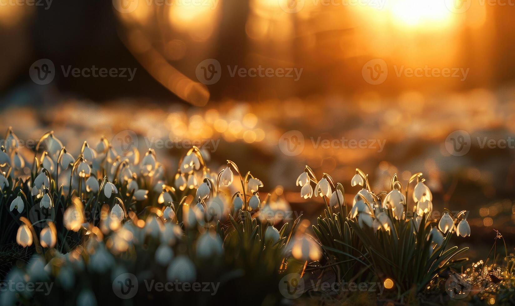 AI generated Snowdrops in a garden at golden hour, spring flowers background photo