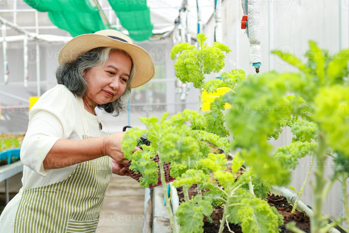 mayor mujer agricultura crecer orgánico lechuga en un pequeño invernadero. agrícola concepto sano alimento. trabajos de el mayor en Jubilación años foto