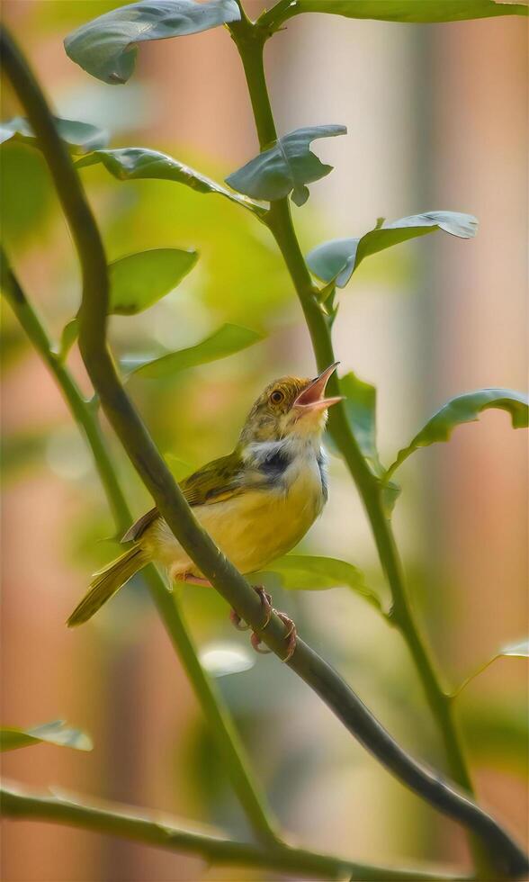 Green sun bird photo