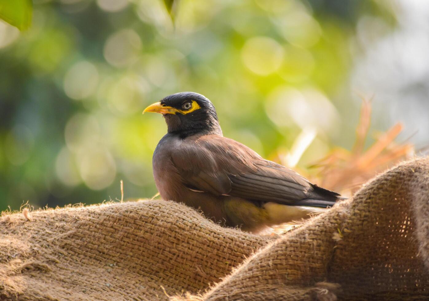 Brown Starling 1 photo