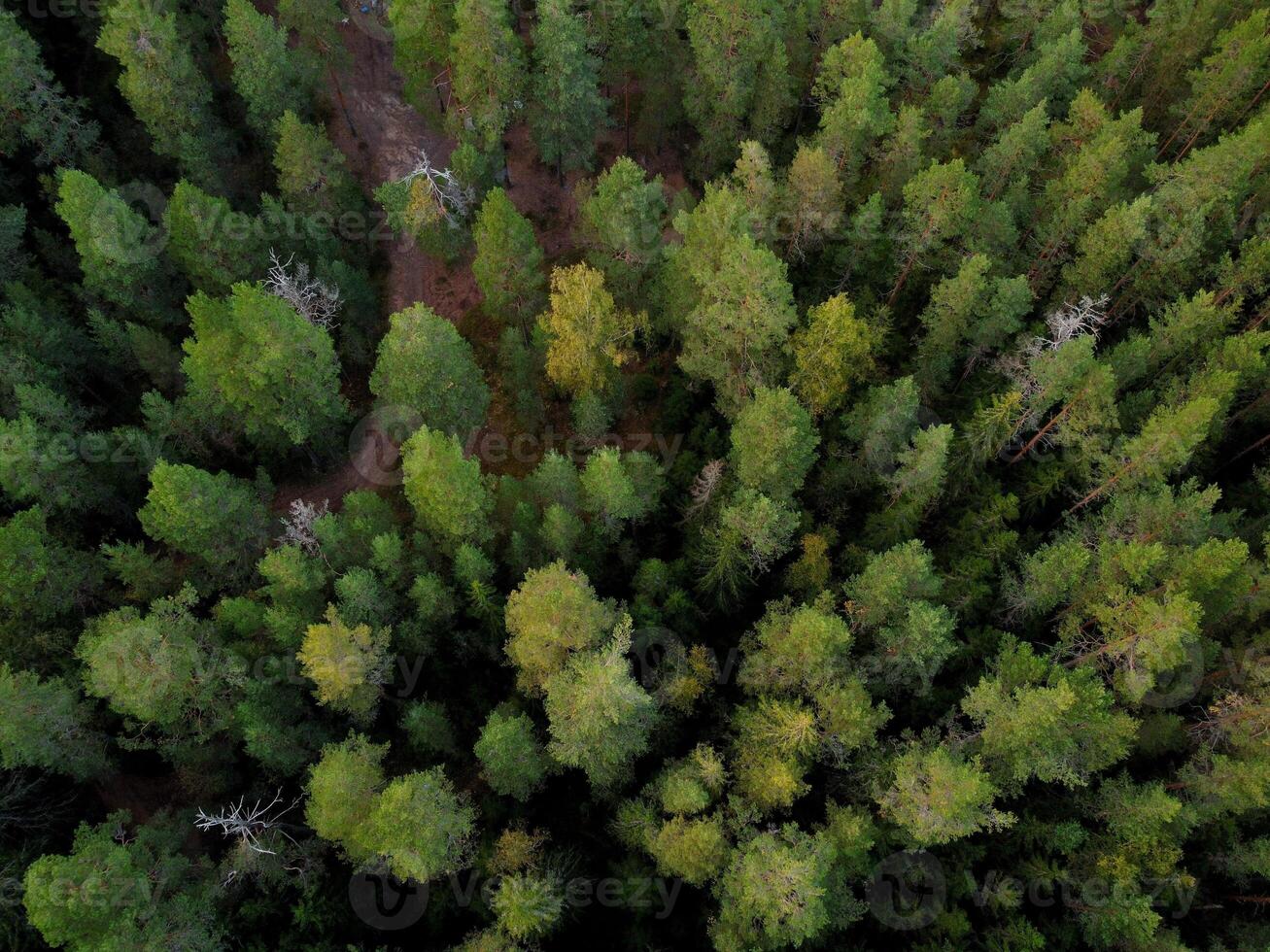 Aerial view of coniferous green forest. Top view from drone. summer landscape with spruce and pine trees. Natural background of central Europe. Ecosystem and healthy ecology environment concepts photo