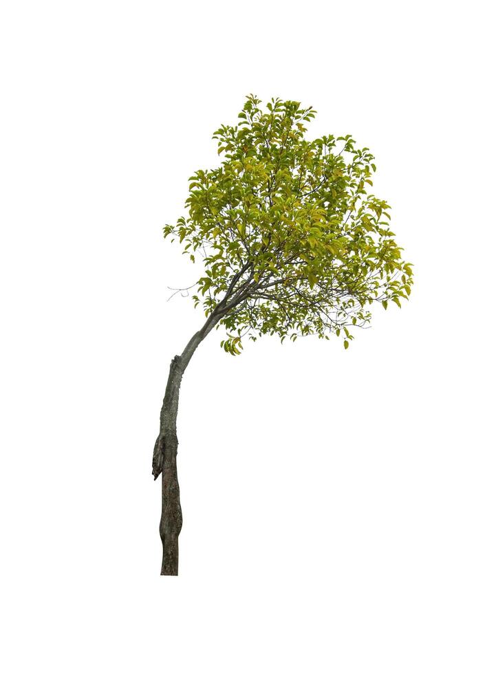 single tree isolated on white background with clipping path photo