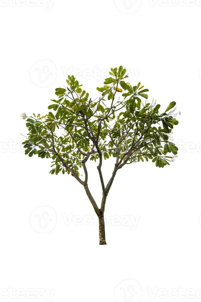 single tree isolated on white background with clipping path photo