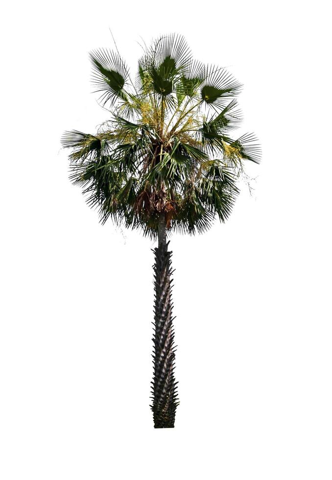 Palm tree isolated on white background with clipping path photo