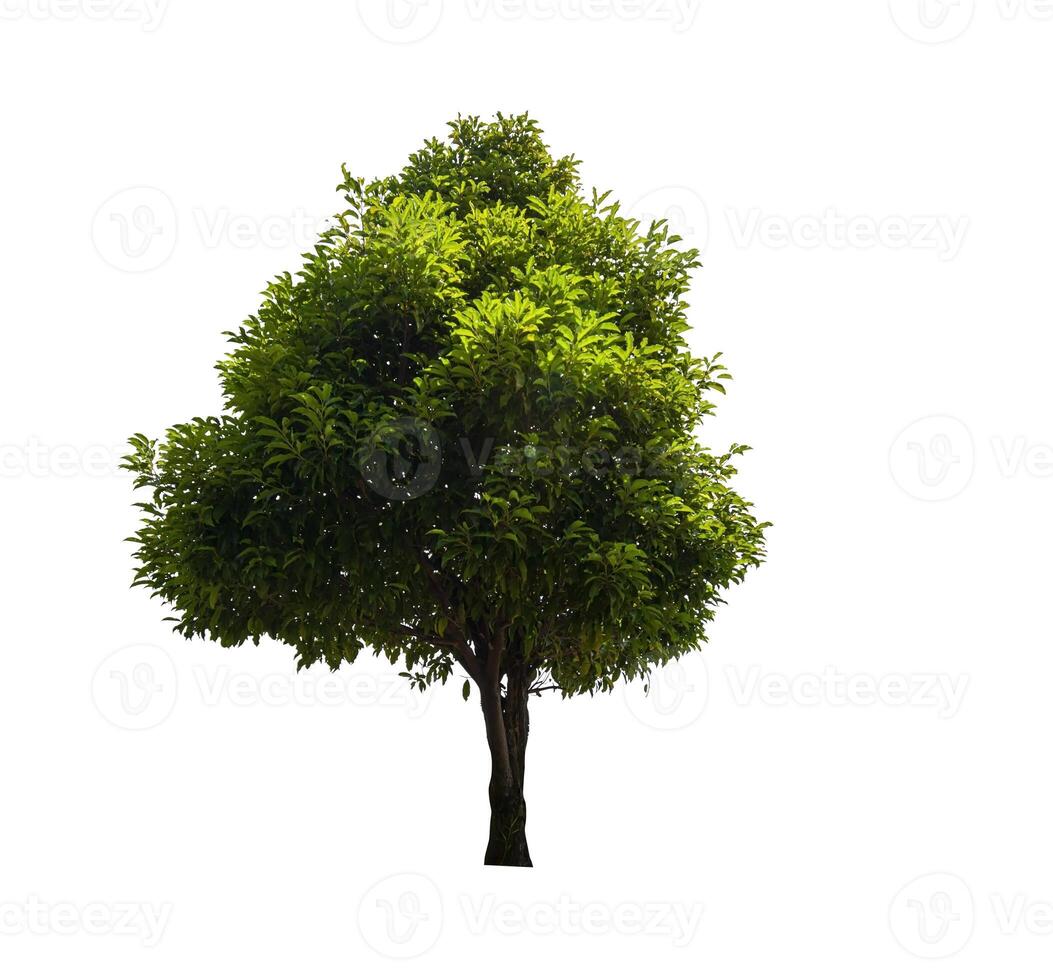 single tree isolated on white background with clipping path photo