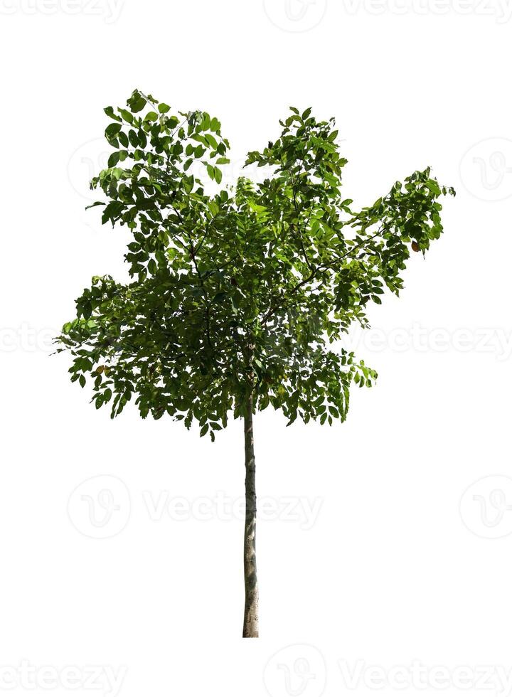 single tree isolated on white background with clipping path photo