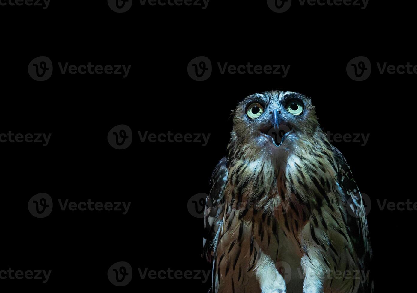 The Malay Fish Owl in the dark photo