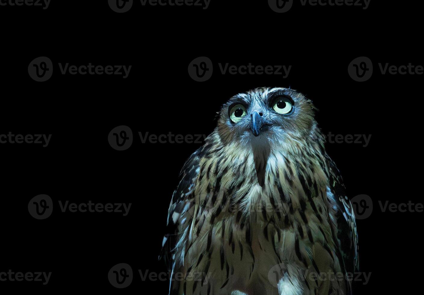 The Malay Fish Owl in the dark photo