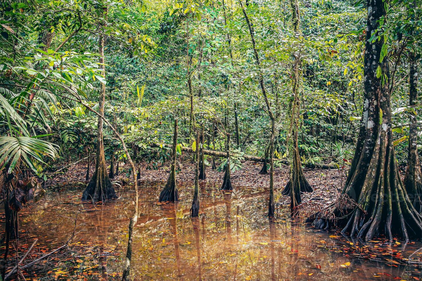 Wetlands inside the jungle of Corcovado National Park in Costa Rica photo