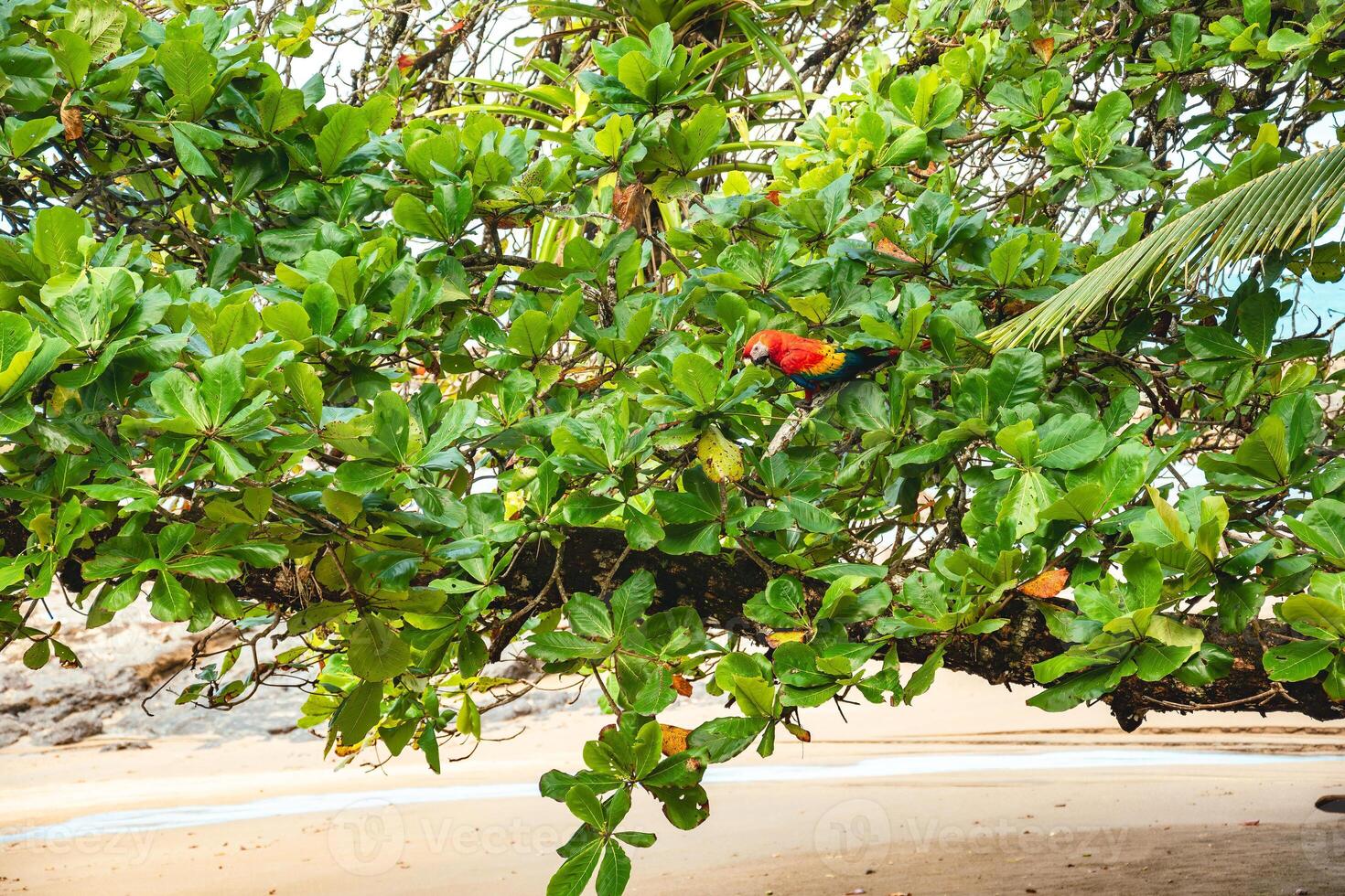 The red-and-green macaw on a tree on the beach photo