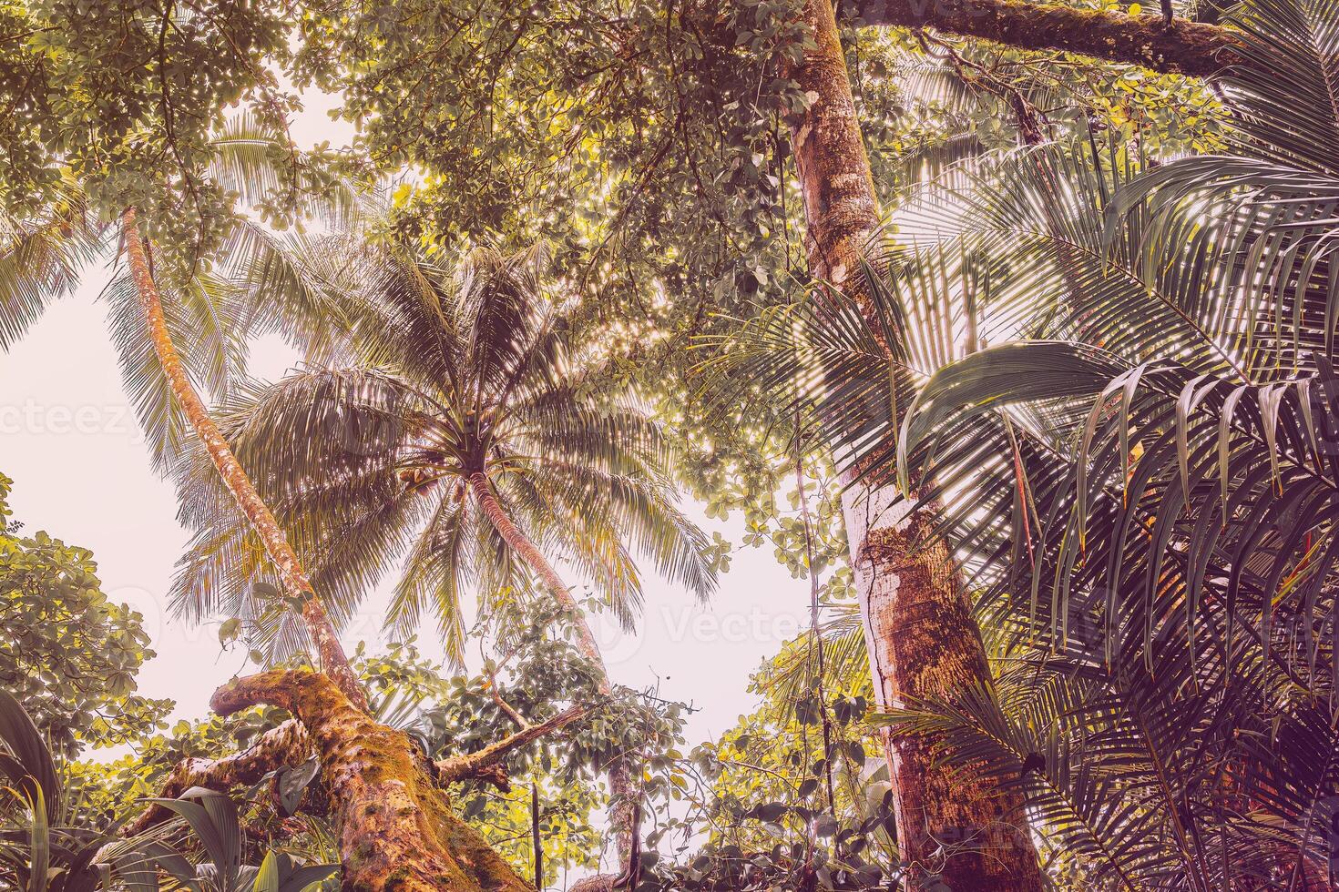 Retro palm tree in the jungle photo