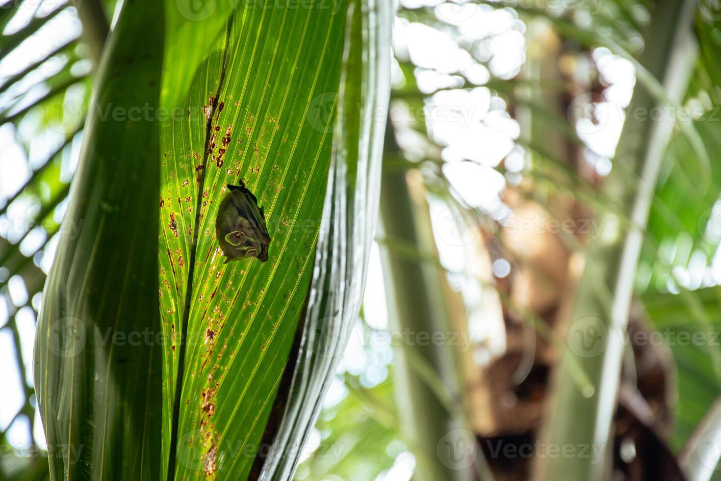 The New World Leaf-nosed Bat under the leaf in the jungle of Corcovado National Park, Costa Rica photo