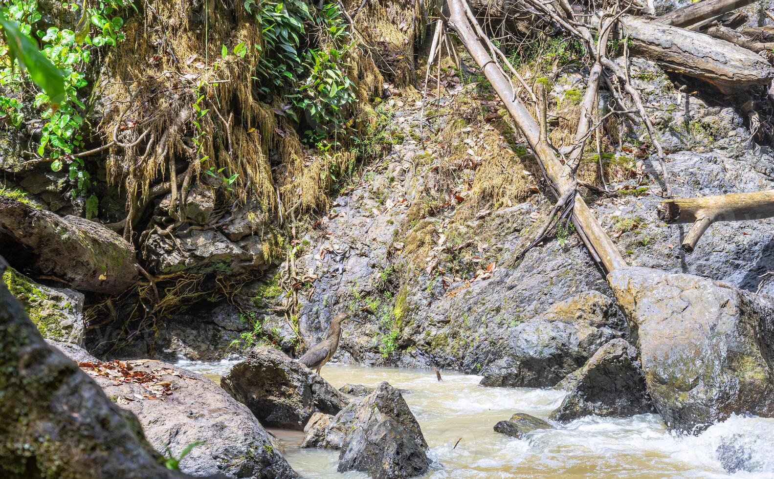 A Fasciated Tiger Heron by the river in the jungle of Corcovado National Park, Costa Rica photo