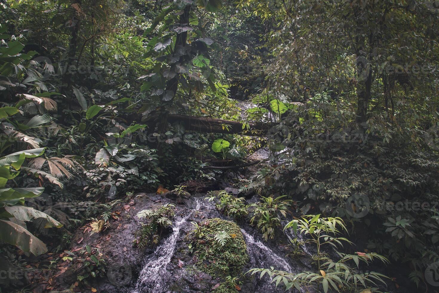 Inside the jungle of Corcovado National Park, Costa Rica photo