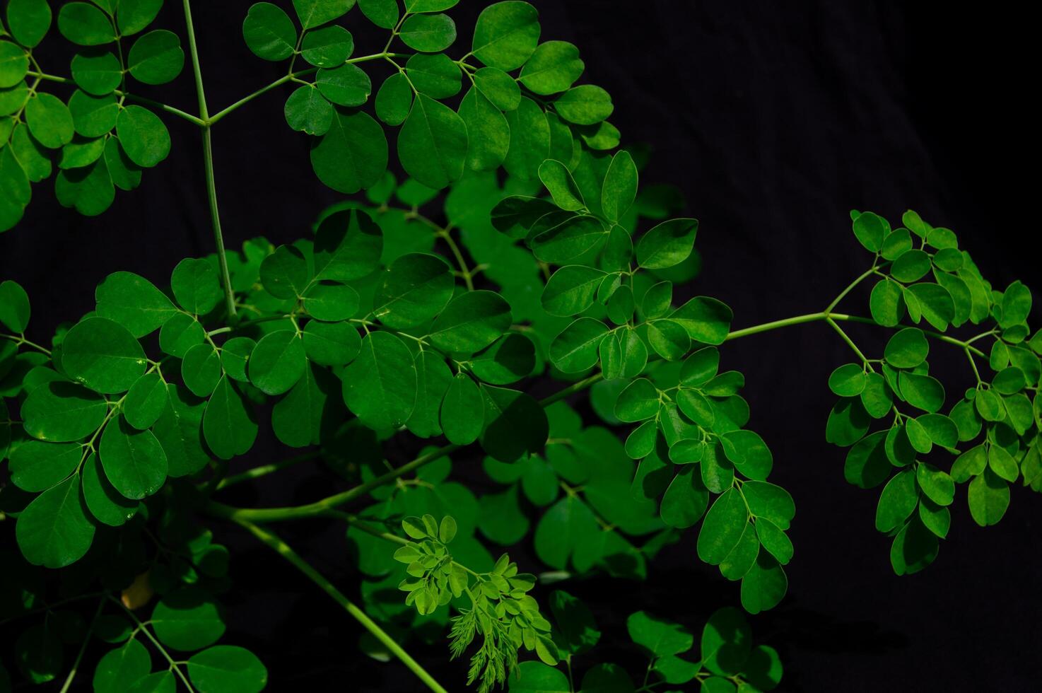 Moringa leaves on a black background photo
