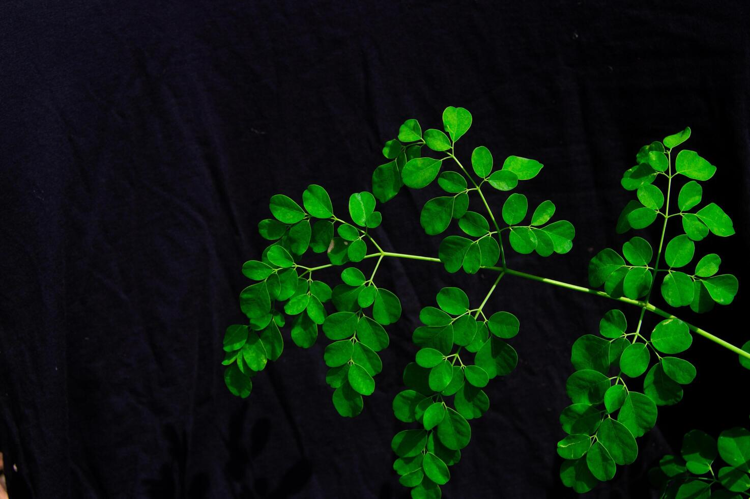 Moringa leaves on a black background photo