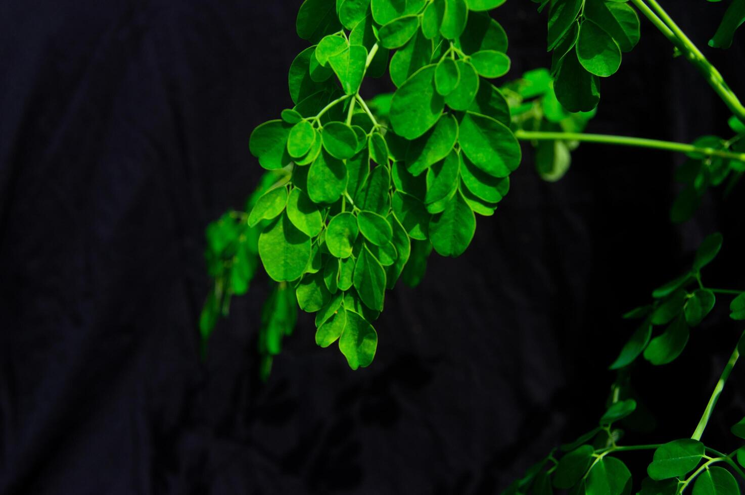 Moringa leaves on a black background photo