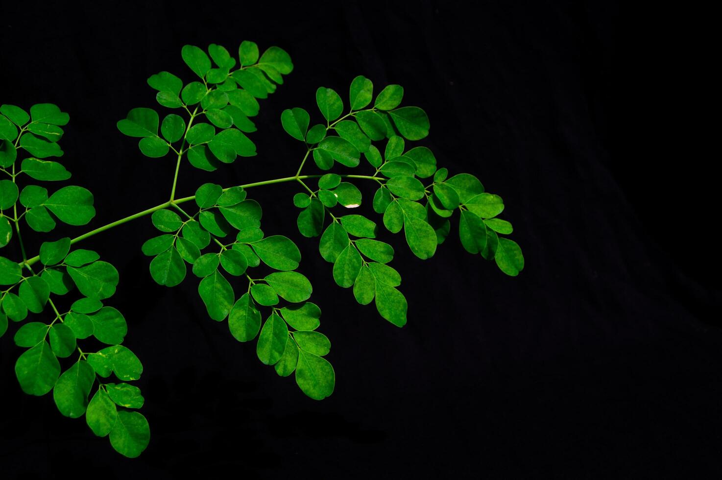 Moringa leaves on a black background photo