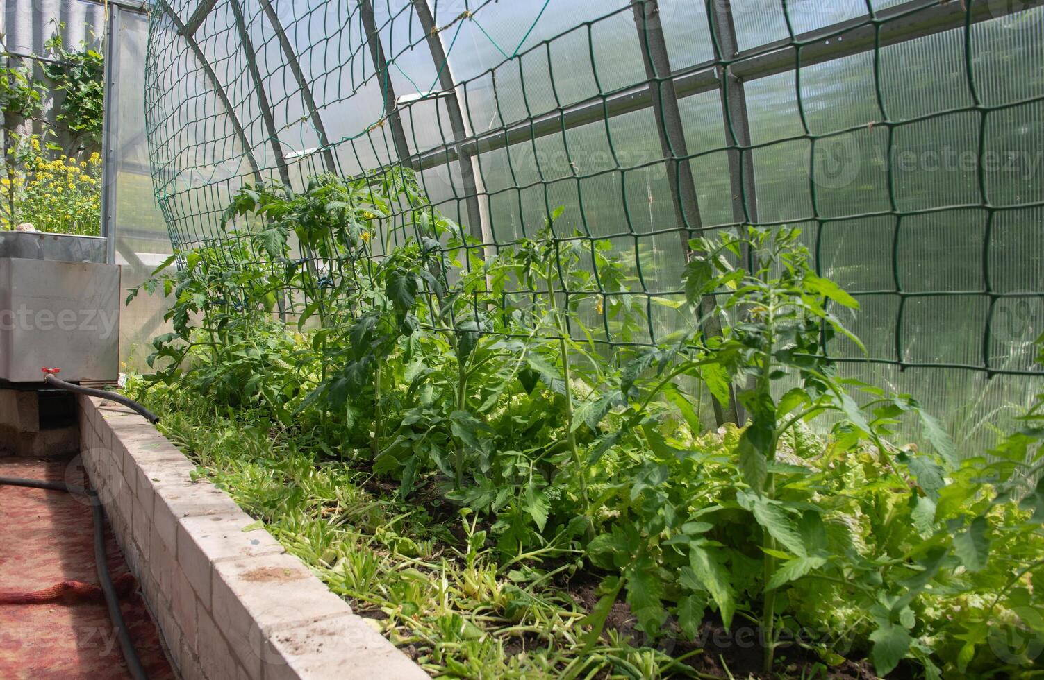 young and healthy tomato seedlings in a polycarbonate greenhouse to obtain a large harvest, spring seasonal work photo