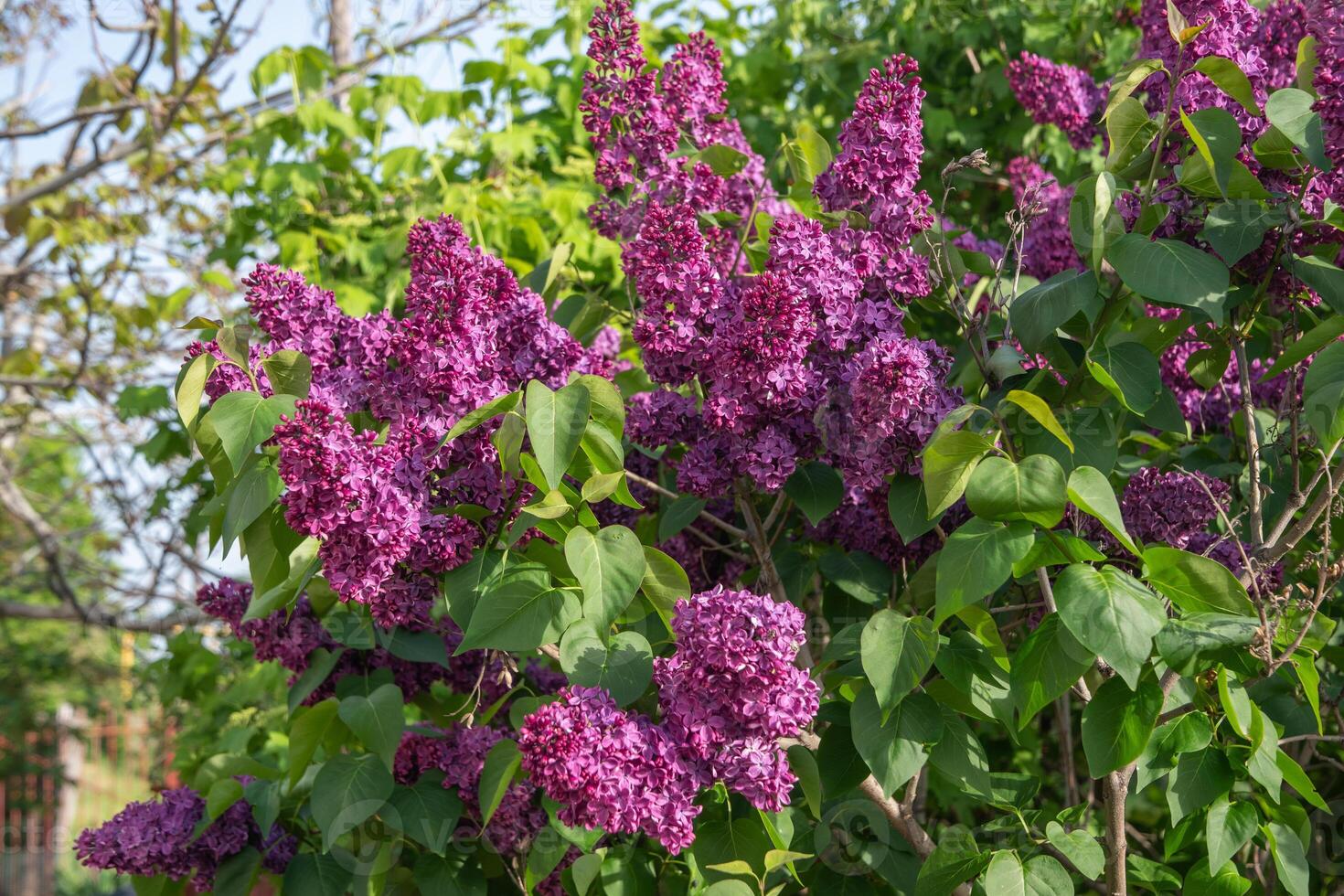 branch of purple lilac against a background of blue and clear sky, ornamental bushes blooming in early spring photo