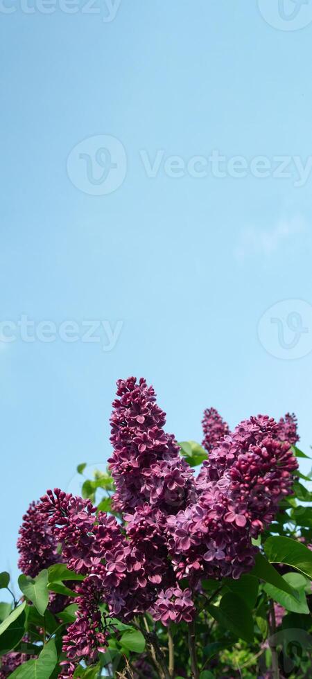 rama de púrpura lila en contra un antecedentes de azul y claro cielo, ornamental arbustos floreciente en temprano primavera foto