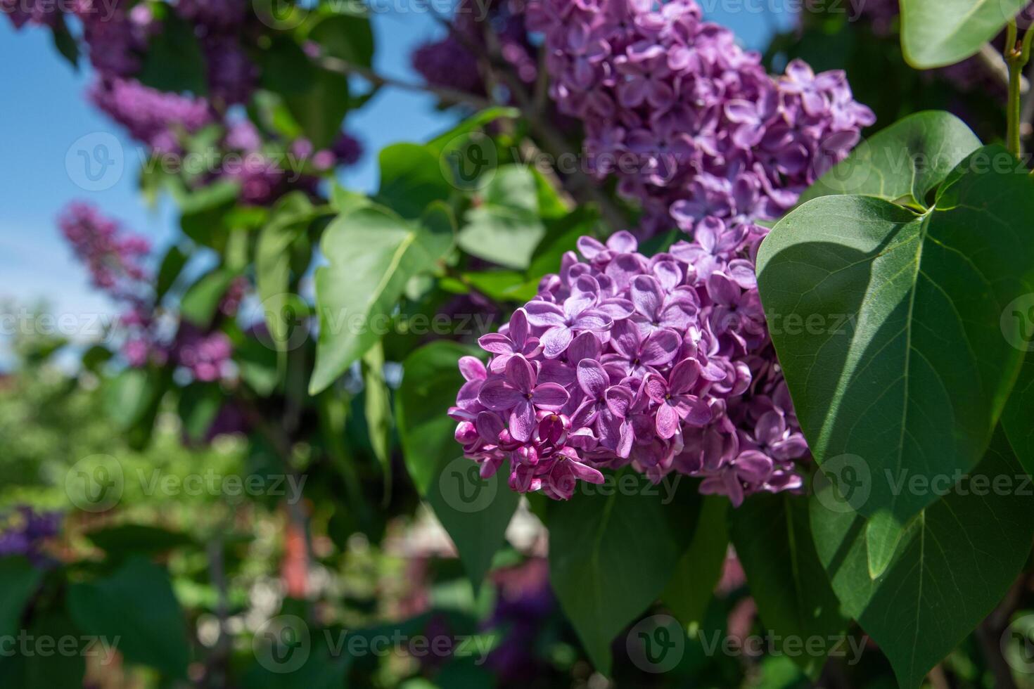 branch of purple lilac against a background of blue and clear sky, ornamental bushes blooming in early spring photo