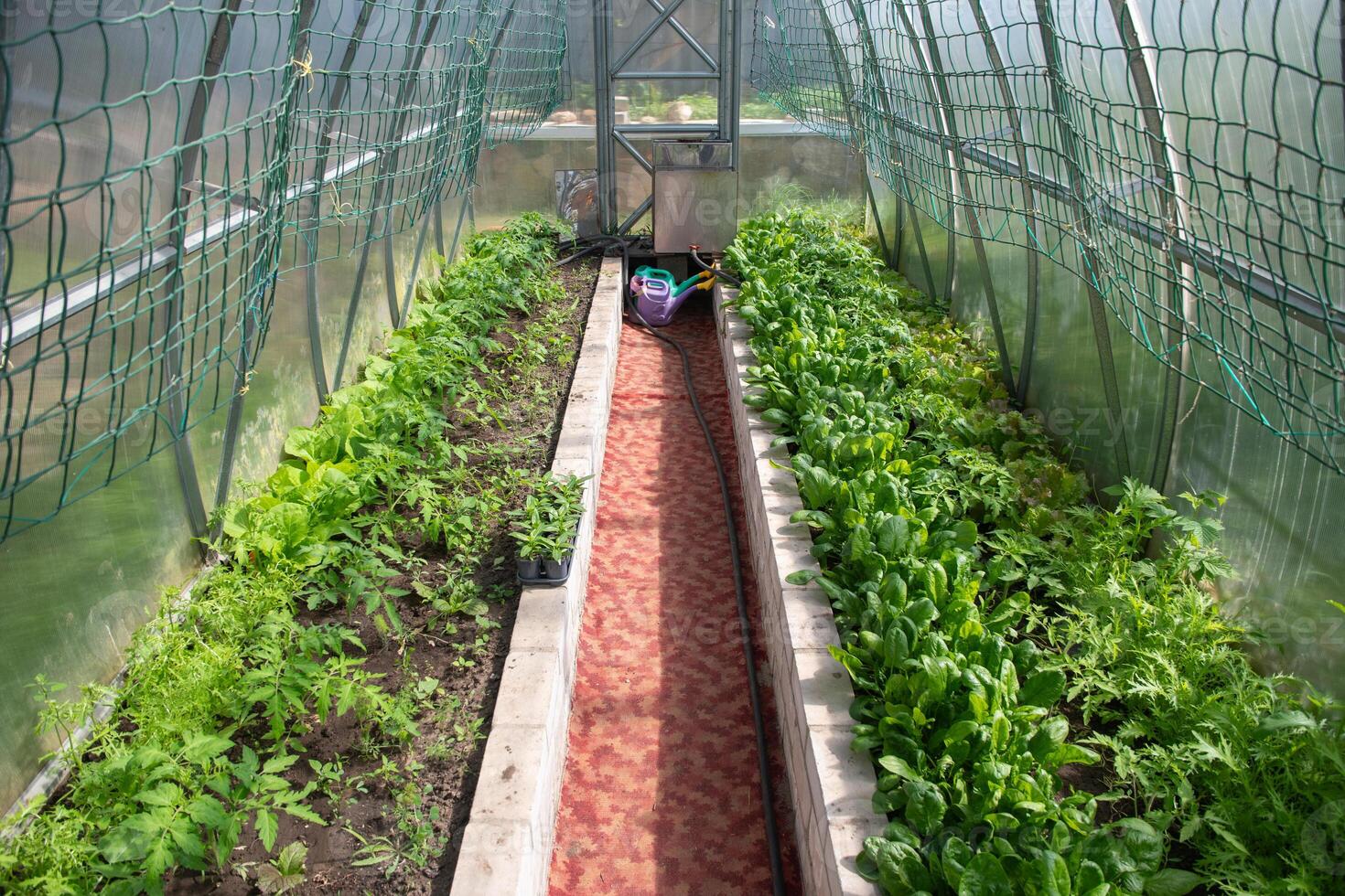 Tomato seedlings and fresh spinach grown in a polycarbonate greenhouse on organic soil in a small household photo