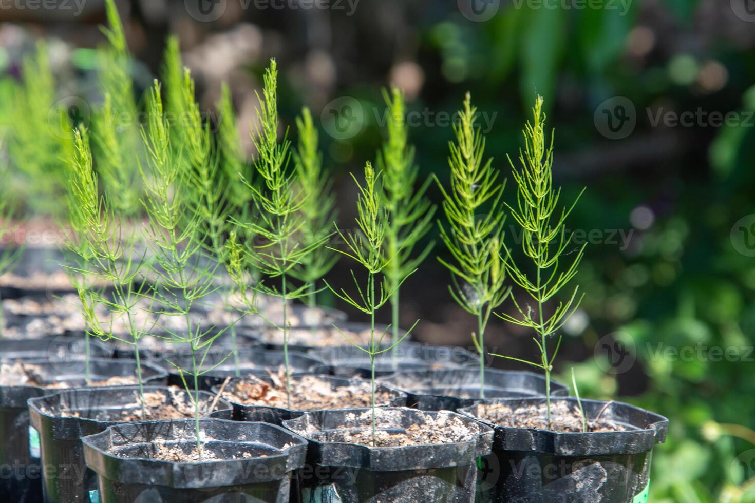 Asparagus seedlings in small pots before planting in the garden bed, organically grown plants in the vegetable garden photo