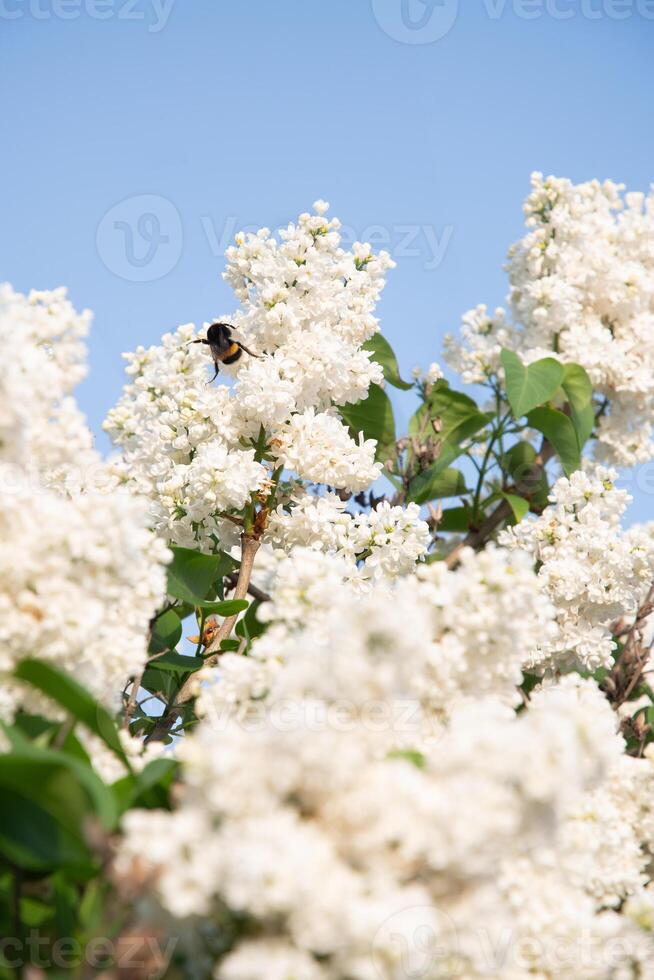 branch of white lilac against a background of blue and clear sky, ornamental bushes blooming in early spring photo