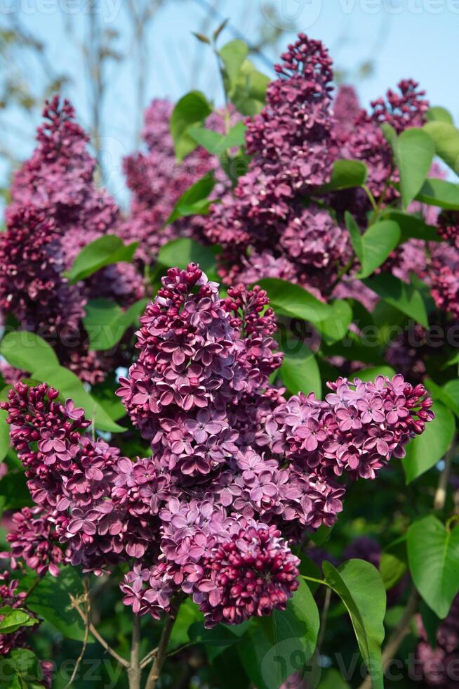 rama de púrpura lila en contra un antecedentes de azul y claro cielo, ornamental arbustos floreciente en temprano primavera foto