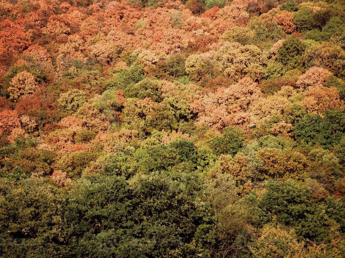 bosque de montaña de otoño foto