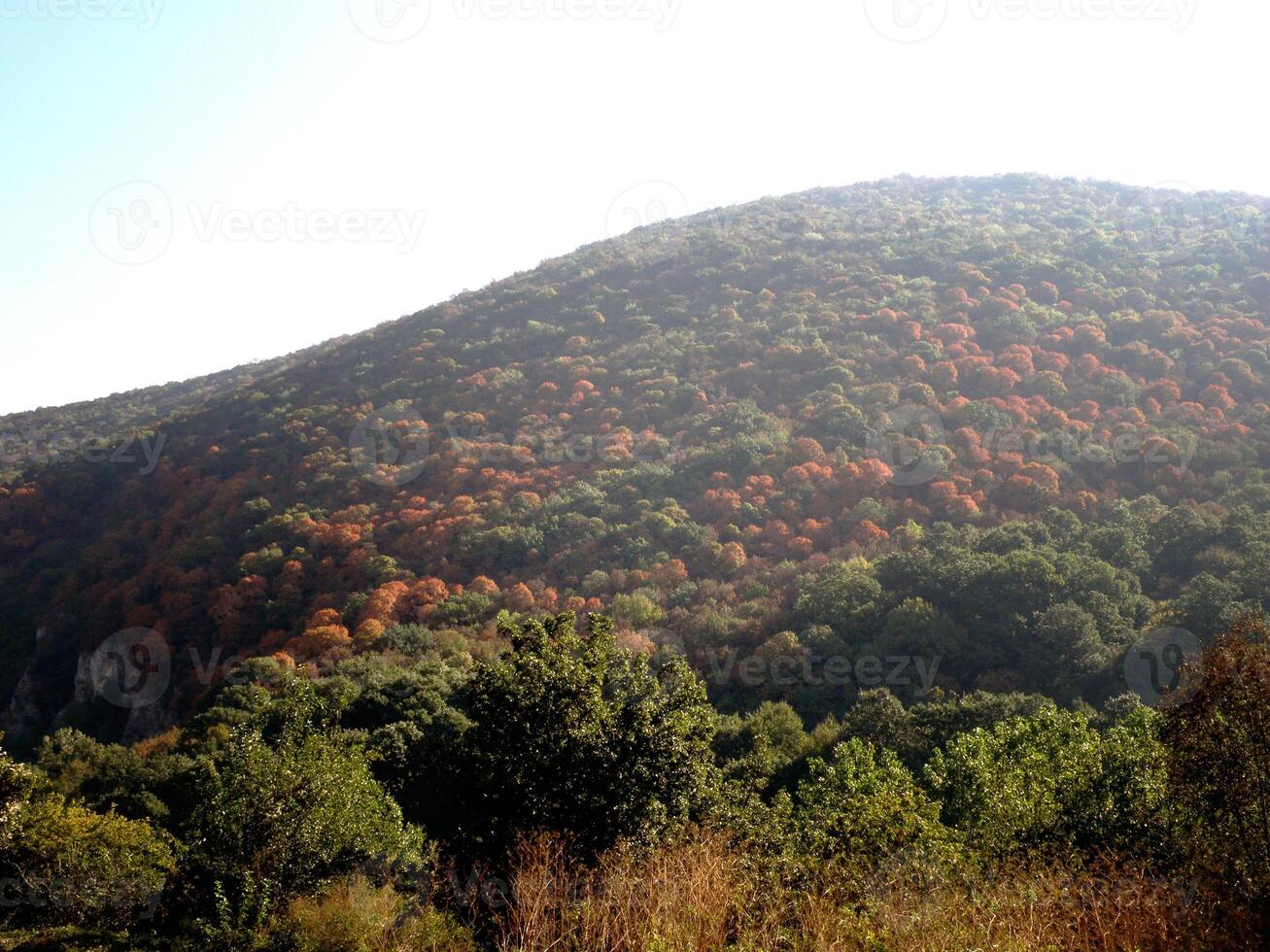 Autumn Mountain Forest photo