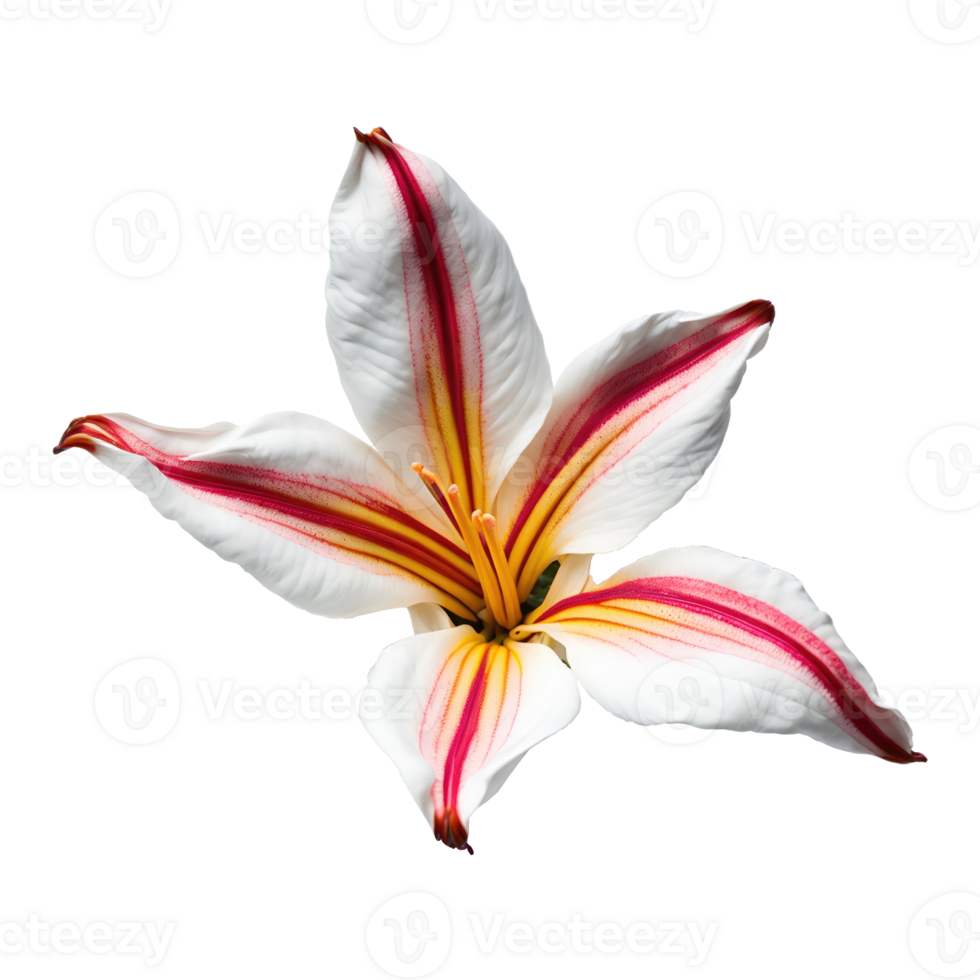 AI generated Top view of lily flower isolated on transparent background png