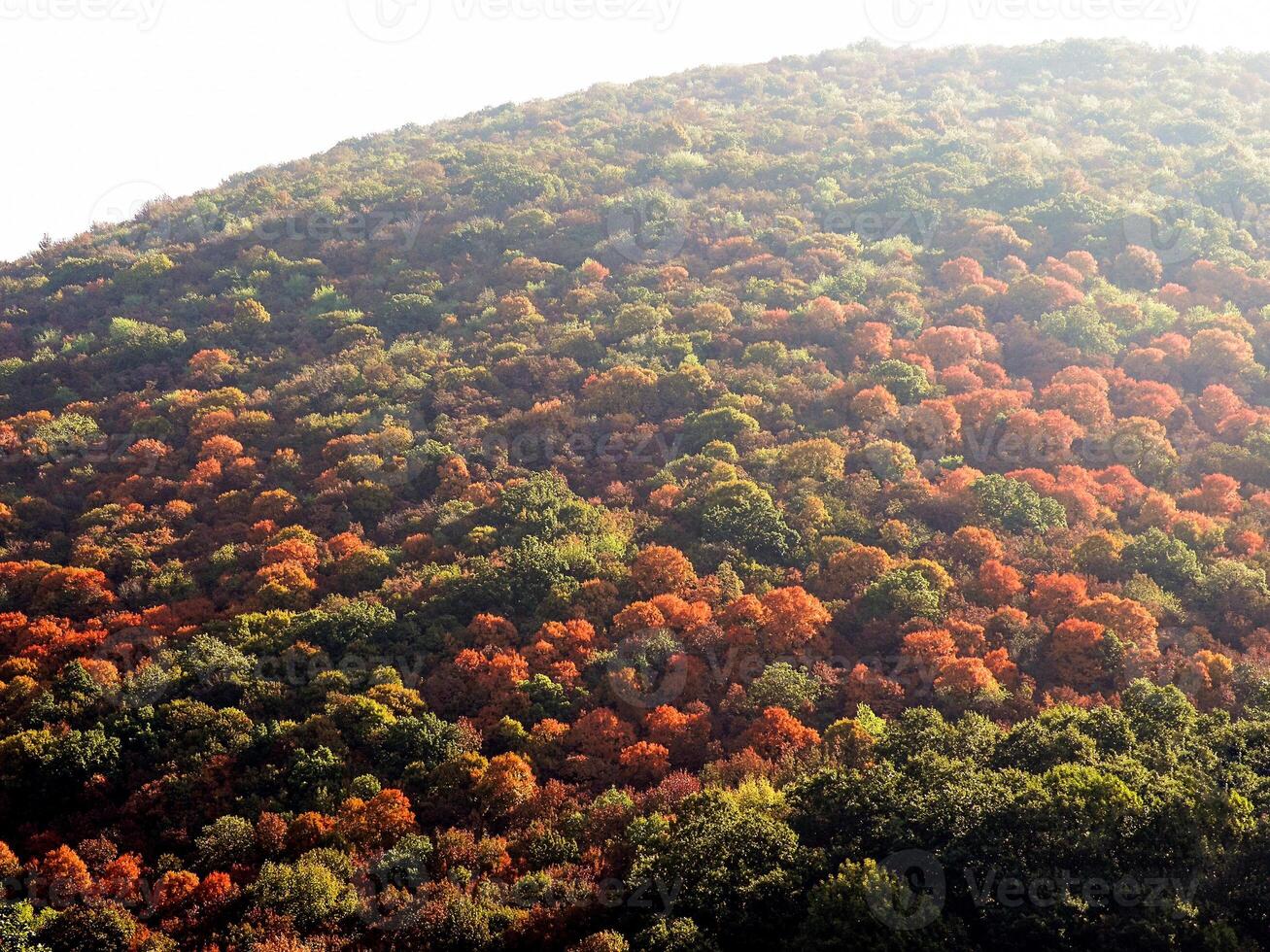 Autumn Mountain Forest photo