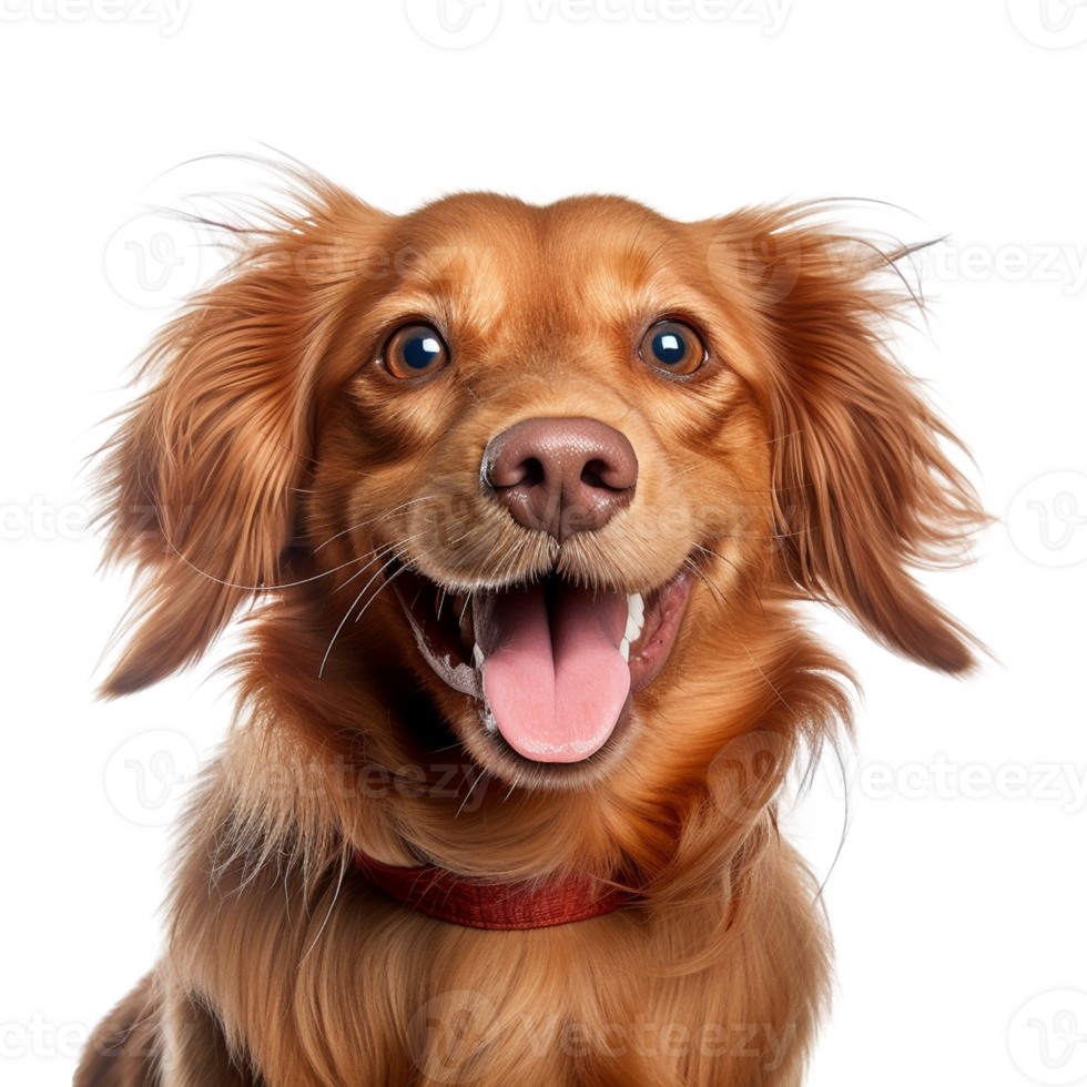 AI generated Very happy smiling dog portrait isolated on transparent background, created with generative AI png