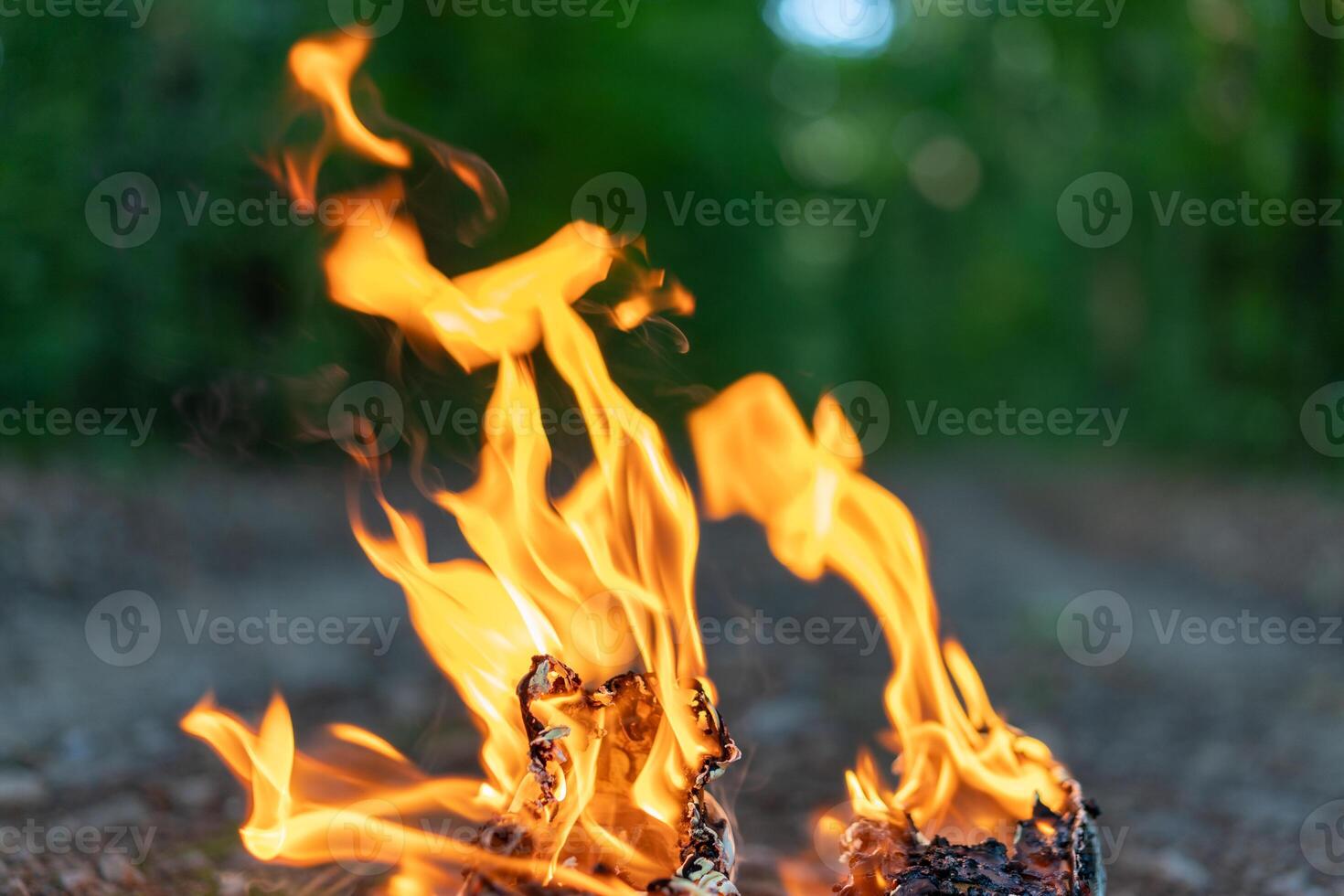 Tongues of flame close on the background of the evening forest. photo