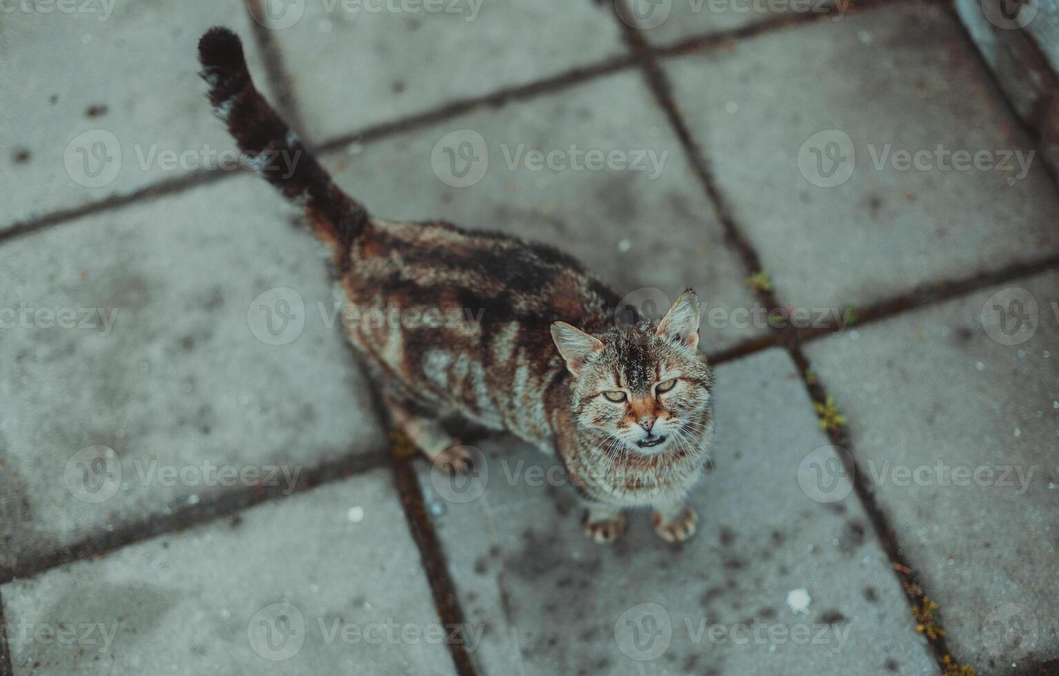 Cat walking in the streets photo