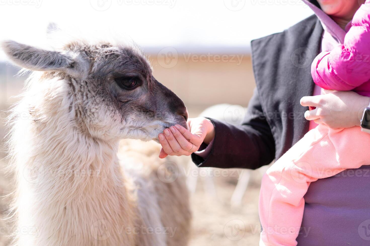 Mother and daughter feed Cute animal alpaka lama on farm outdoors photo