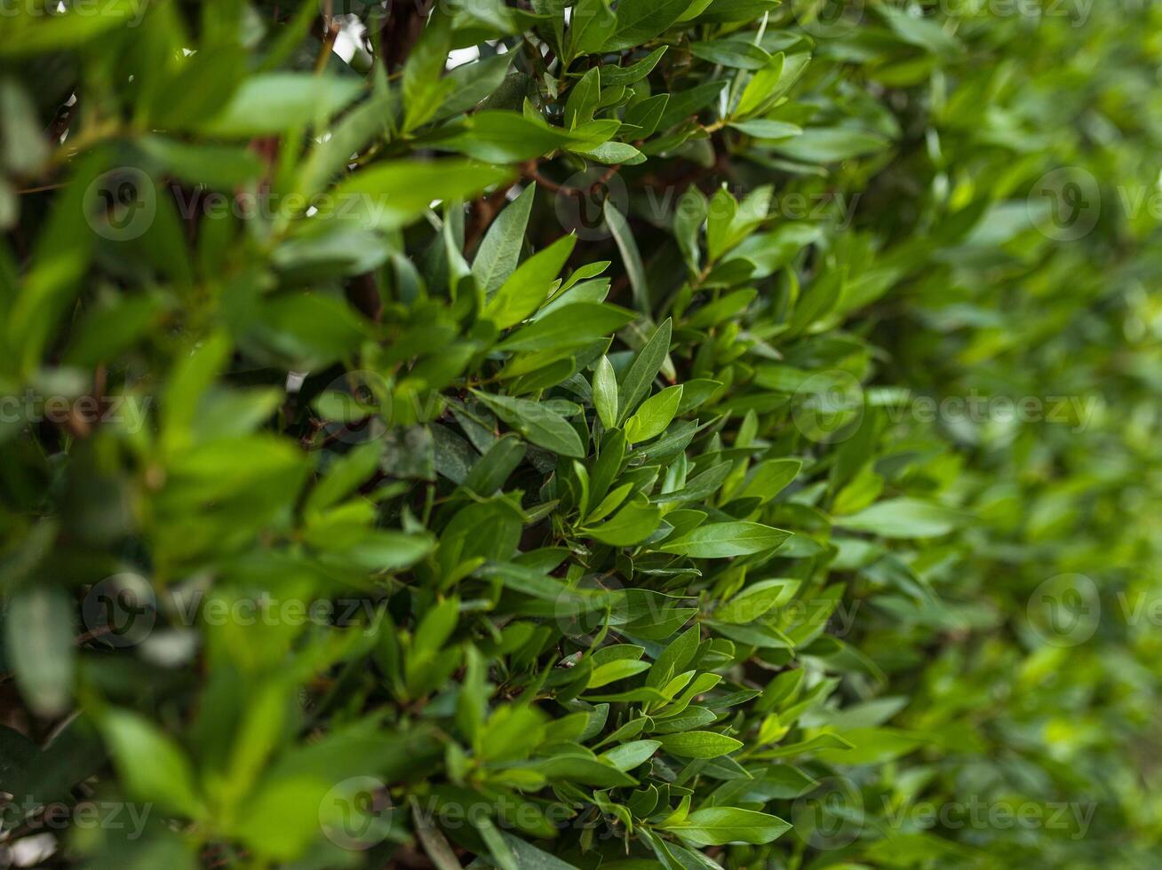 Green leaf wall background horizontal image photo