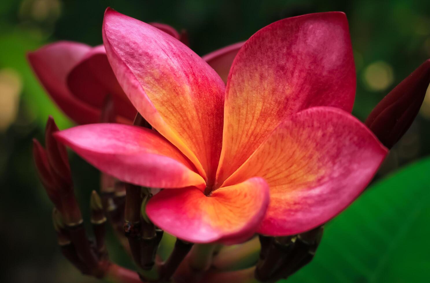 frangipani plumeria flower has red petal color bloom in the garden. frangipani plumeria flower have latin named plumeria rubra. plumeria rubra flower from apocynaceae family photo