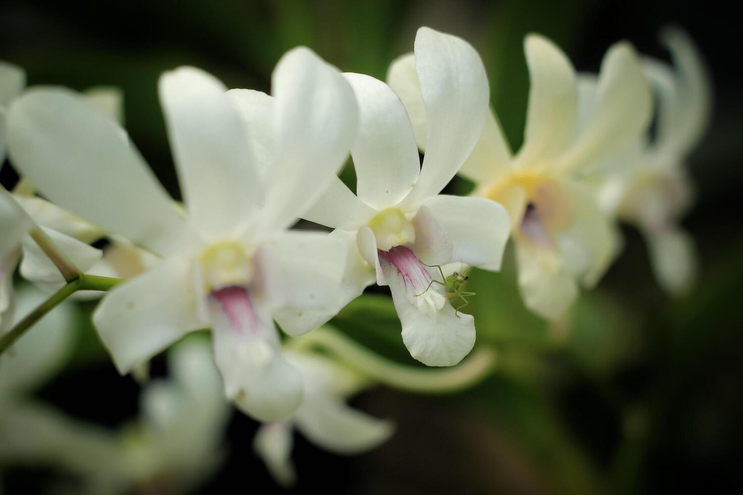 beauty orchid flower with white petal color bloom in the garden. white orchid flower has botanical name dendrobium from orchidaceae family. dendrobium orchid is beauty flower photo