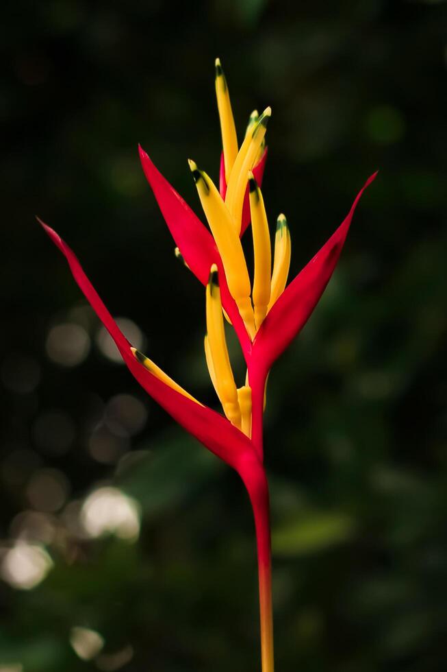 heliconia flower with red yellow petal has latin name heliconia psittacorum from heliconiaceae family. heliconia flower bloom and grow in the garden photo