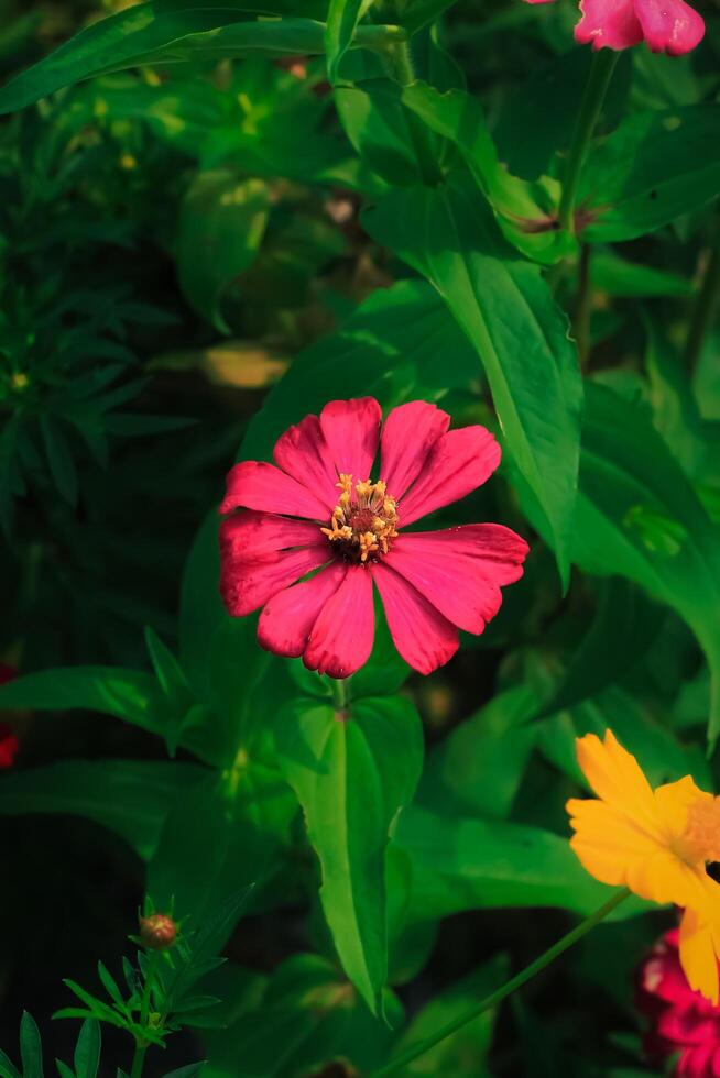 zinnia flower with pink petal bloom in garden at spring. pink zinnia flower botanical name zinnia elegans. pink zinnia flower from asteraceae photo