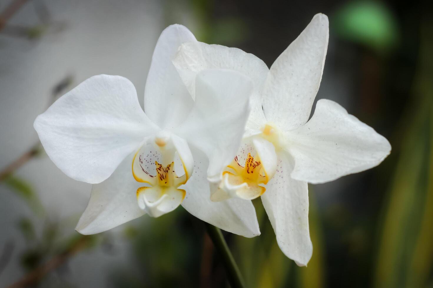 moon orchid flower with white petal has botanical name Phalaenopsis amabilis from orchidaceae family. Phalaenopsis amabilis beauty orchid bloom in the garden photo