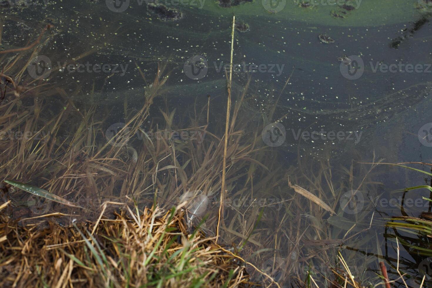 Yellow grass sprouting in the shallow water of a lake in early spring photo