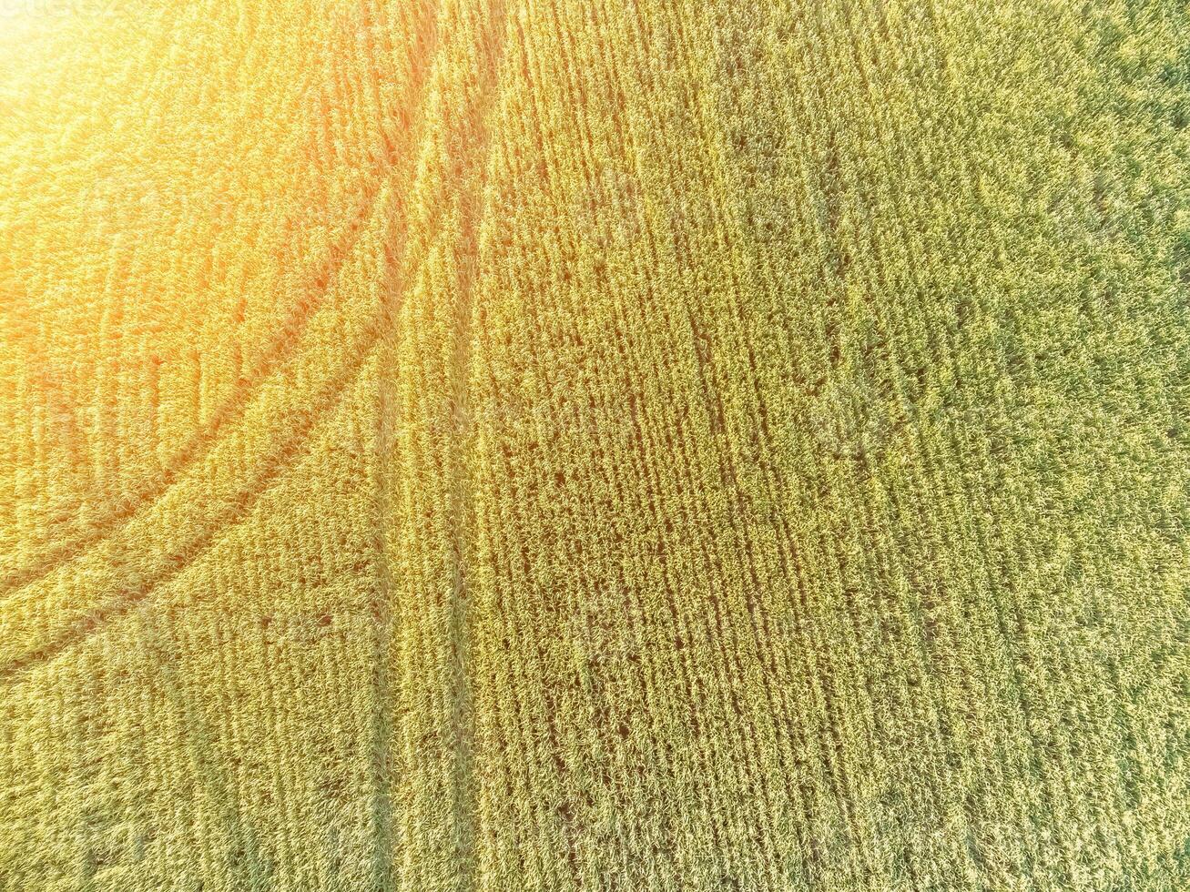 Aerial view on green wheat field in countryside. Field of wheat blowing in the wind on sunset. Young and green Spikelets. Ears of barley crop in nature. Agronomy, industry and food production. photo