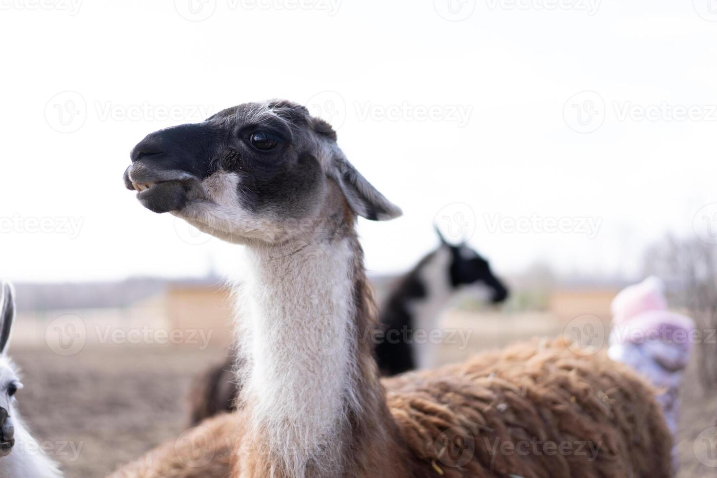 Cute animal alpaka lama on farm outdoors photo