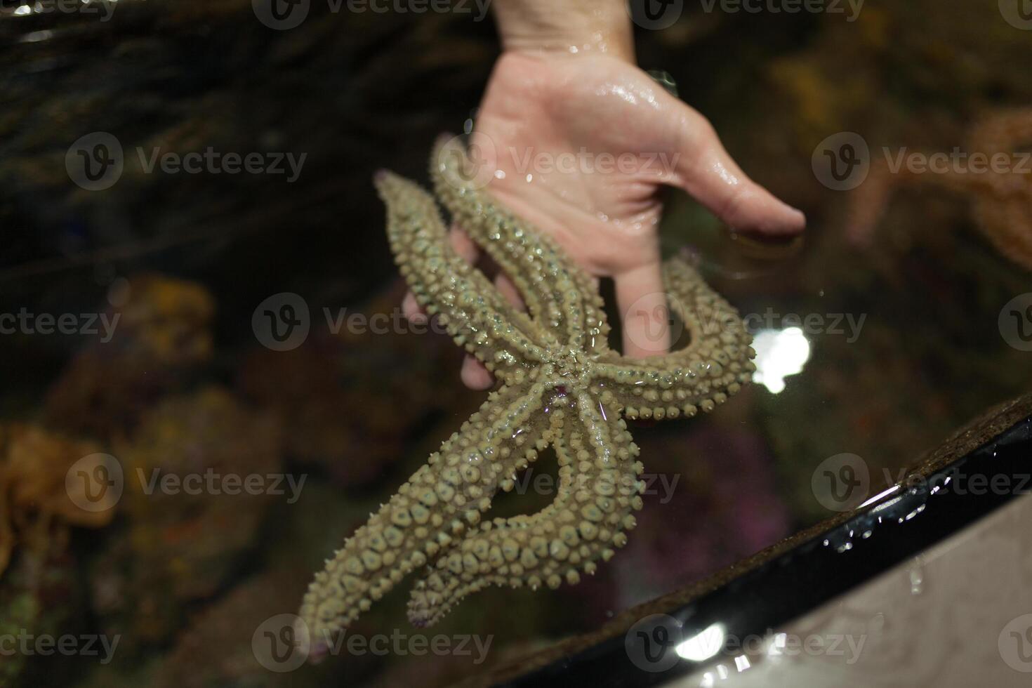 Live starfish in hand. Element of training children in the aquarium photo