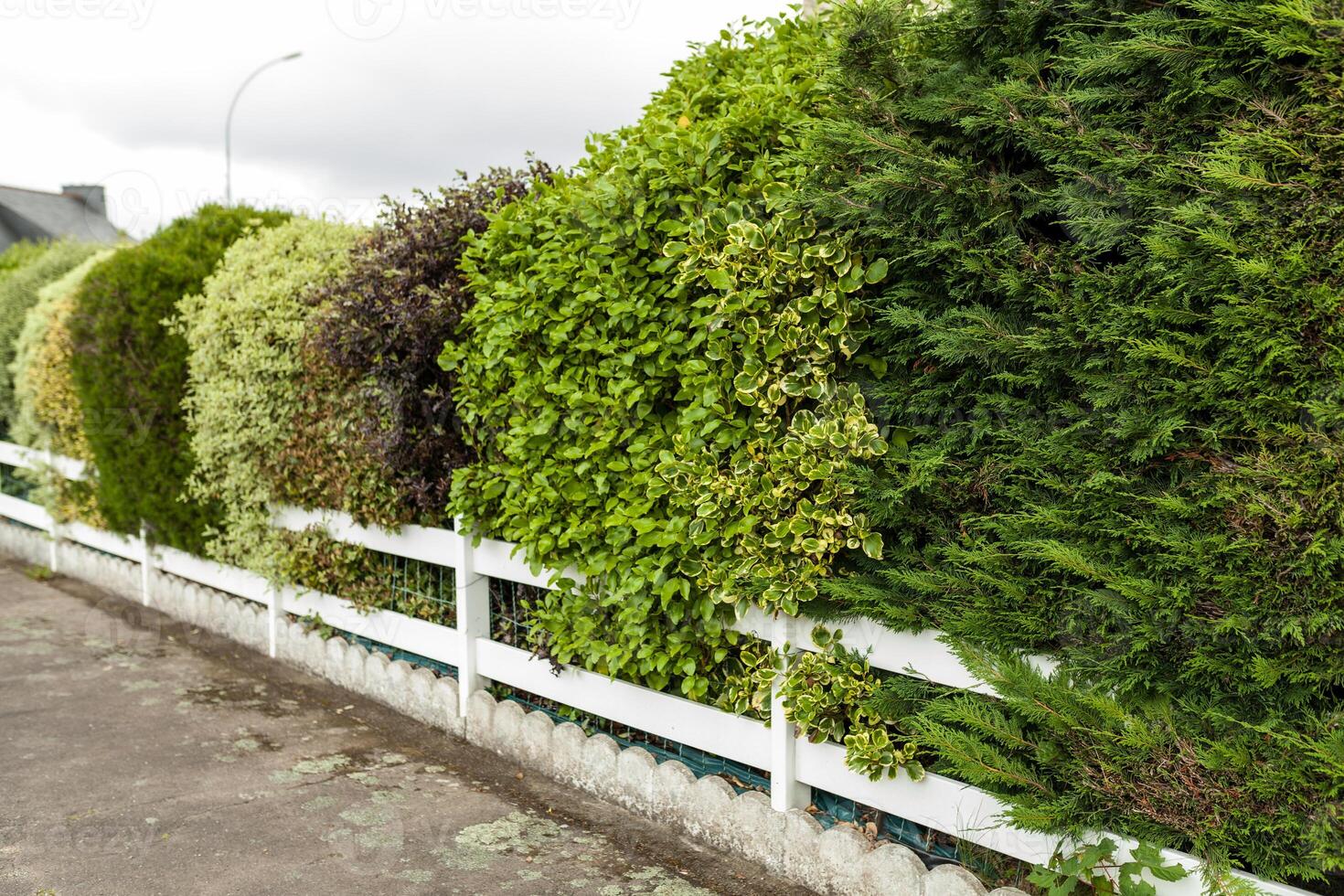 Beautiful Alley In Park. Garden Landscaping Design photo