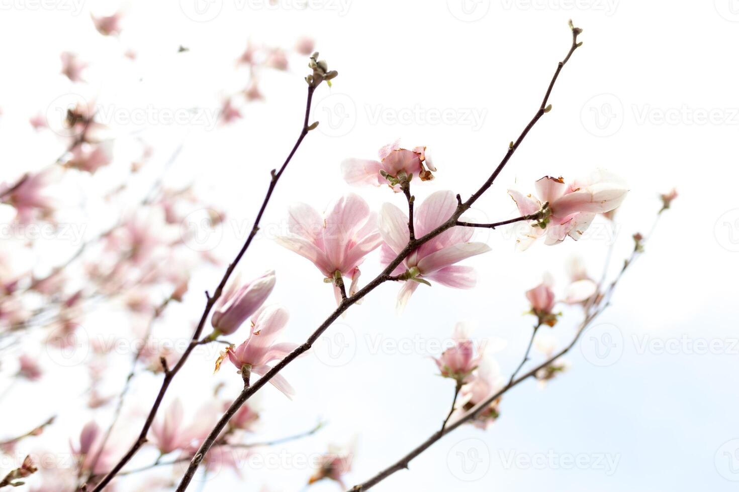 Closeup of magnolia tree blossom with blurred background and warm sunshine photo